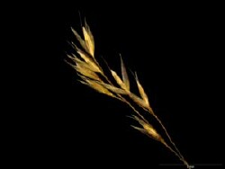 Lachnagrostis adamsonii spikelet