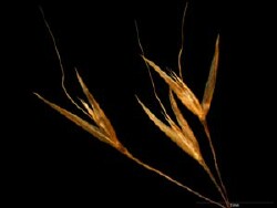 Lachnagrostis billardierei spikelet