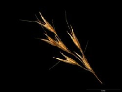 Lachnagrostis filiformis spikelet