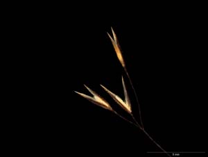Lachnagrostis leviseta spikelet