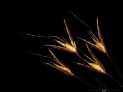 Lachnagrostis punicea spp. punicea spikelet