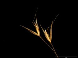 Lachnagrostis robusta spikelet