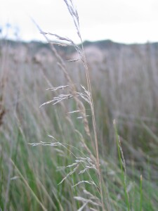 Old flower-head of Blue Tussock-grass from the previous season