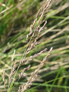 Maturing panicle of Blue Tussock-grass