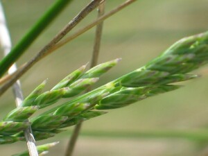 Blue Tussock-grass spikelet