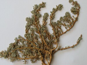 Bonefruit plant