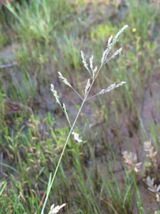 Borrer's Saltmarsh Grass - panicle