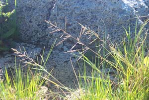 Borrer's Saltmarsh Grass - panicles
