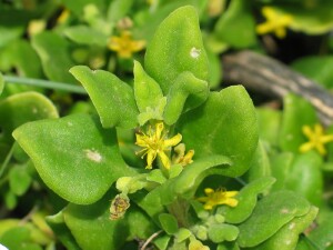 Bower Spinach leaves and flowers