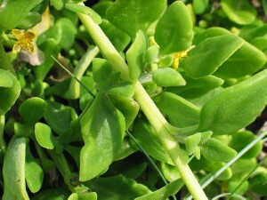 Bower Spinach leaves and stems