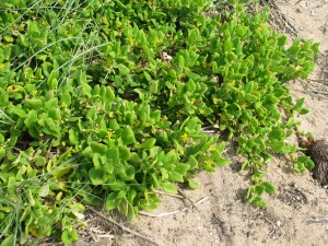 Bower Spinach plant