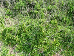 Bower Spinach scramble