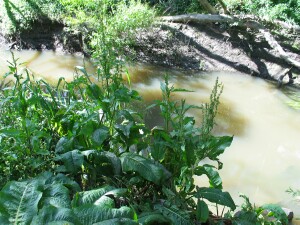 Broad-leaf Dock plant