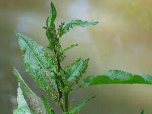 Broad-leaf Dock shoots