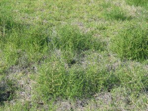 Small plants of Buckbush