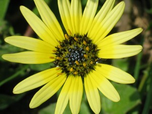 Capeweed flower