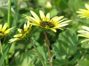 Capeweed flowers