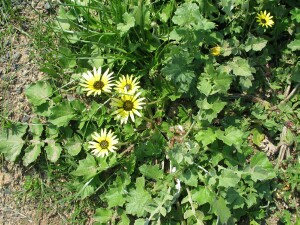Leaves and flowers of Capeweed