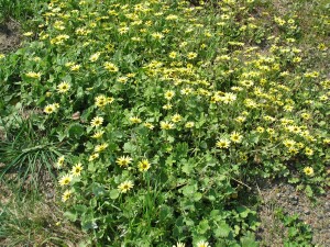 Capeweed plants