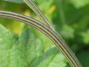 Capeweed stems