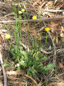 Flowering plant of Cat's-ear