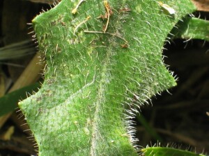Cats-ear hairy leaves