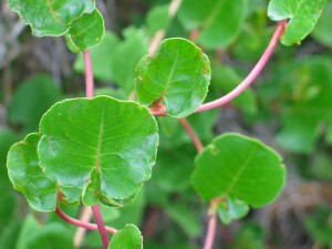 Climbing Lignum leaves