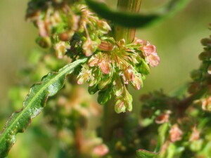 Clustered Dock fruit