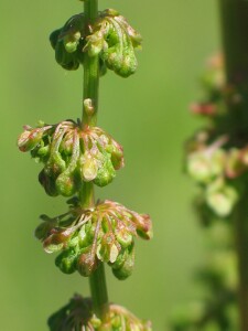 Fruit clusters of Clustered Dock