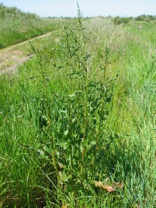 Clustered Dock plant