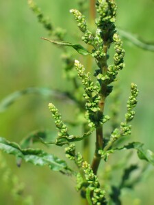 Young fruiting shoots of Clustered Dock