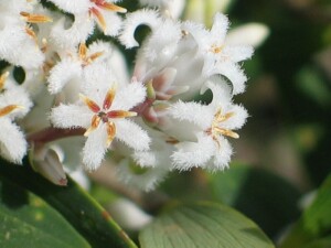 Coast Beard-heath flowers