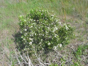 Coast Beard-heath plant