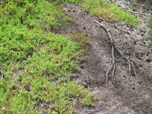 Sprawling habit of Coast Bonefruit