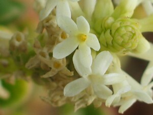 Flowers of Coast Stackhousia
