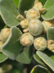 Coast Correa flower buds