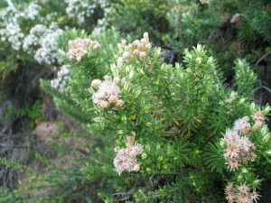 Coast Everlasting bush