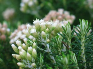 Coast Everlasting flowers