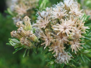 Coast Everlasting fruit