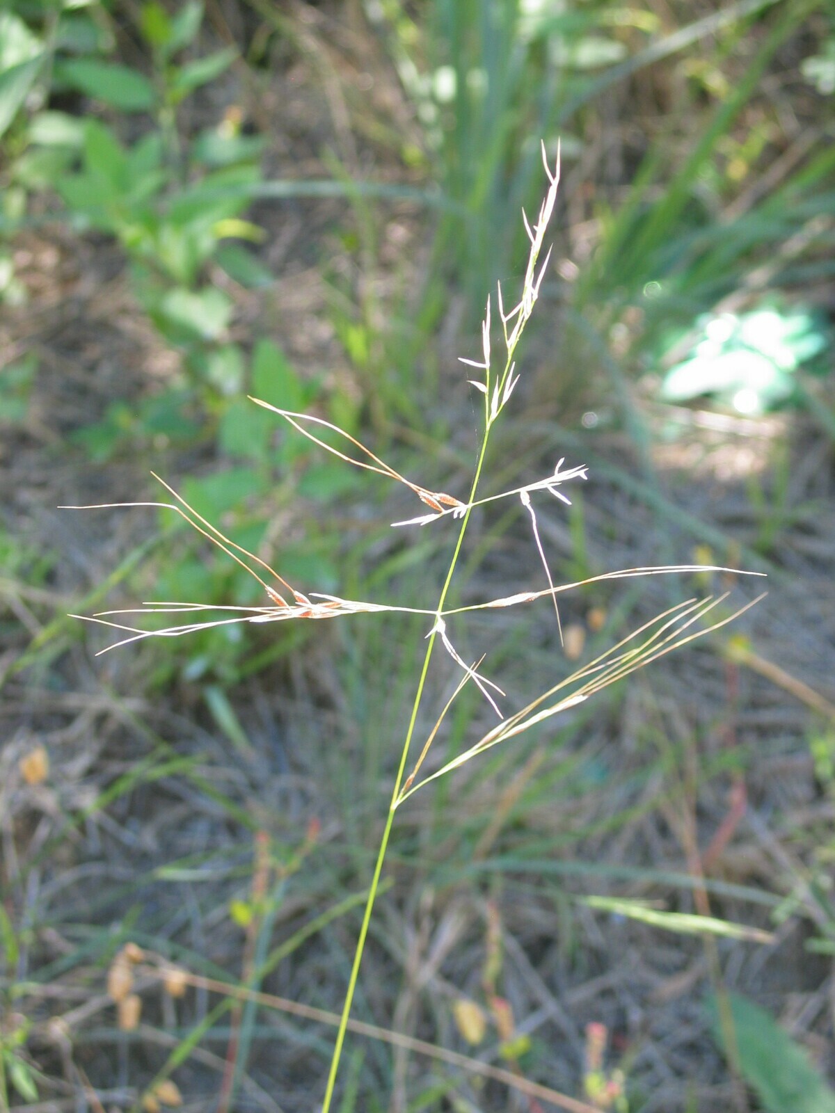 Coast Spear-grass flower head