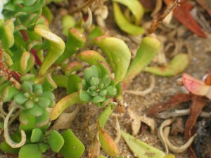 Basal leaves of Coast Stackhousia