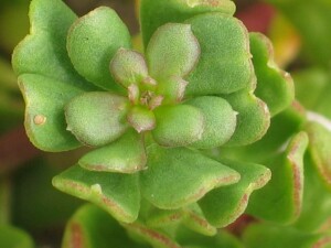 Young leaves of Coast Stackhousia