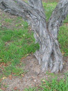 Coast Tea-tree trunk