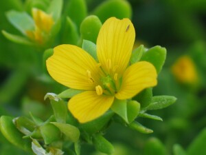 Flower of Coast Twin-leaf