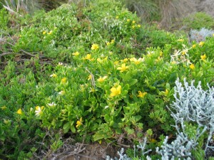Plants of Coast Twin-leaf in a coastal plant community