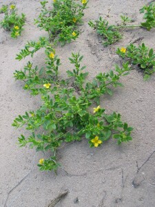 Plants of Coast Twin-leaf