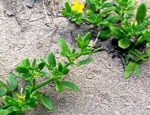 Twin leaflets of Coast Twin-leaf