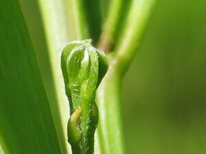 Coast Wattle buds