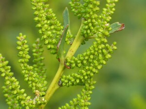Flower buds of Coast Wattle 