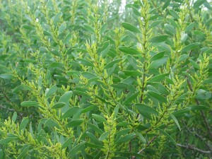 Flowering Coast Wattle 